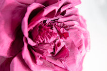 Carica l'immagine nel visualizzatore di Gallery, Big Rose