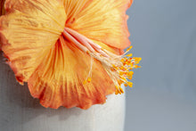 Carica l'immagine nel visualizzatore di Gallery, Frontino di Ibiscus